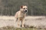 BORDER TERRIER 027